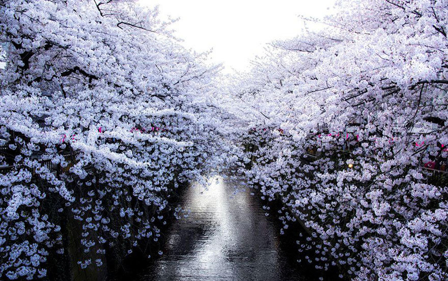 四国化成硅藻泥，樱花节