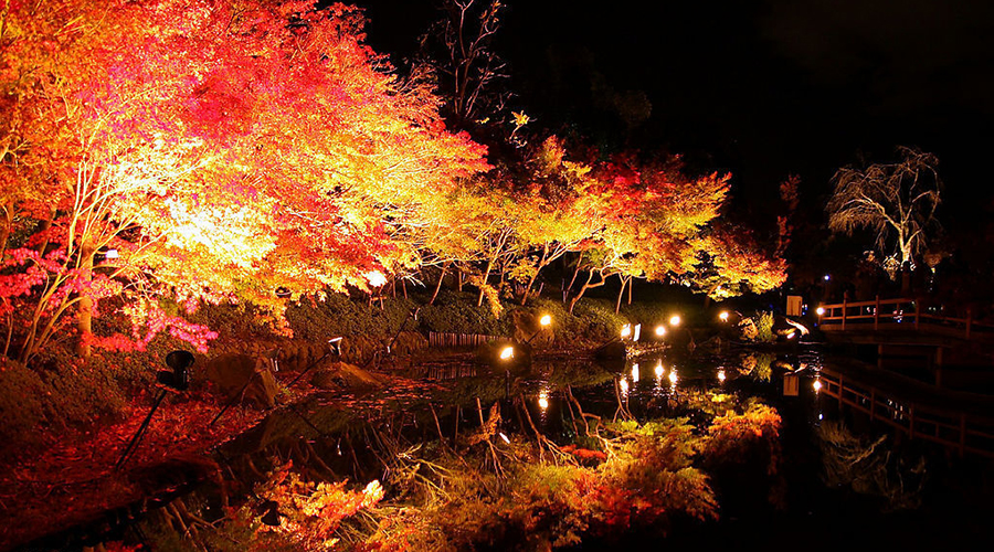 四国化成硅藻泥，樱花