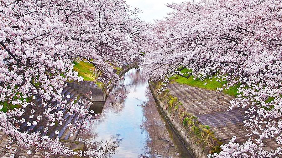 四国化成硅藻泥 日本樱花