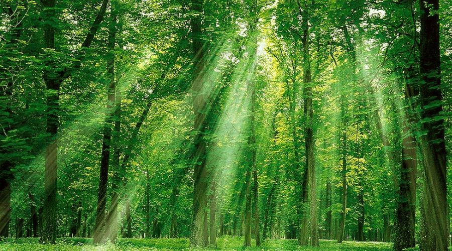 去除甲醛 去除甲醛